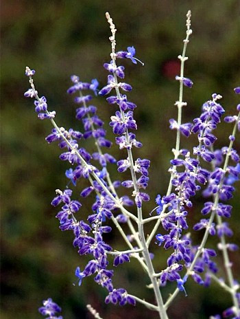 Russian Sage Herb Perennial 20 Seeds - Perovskia
