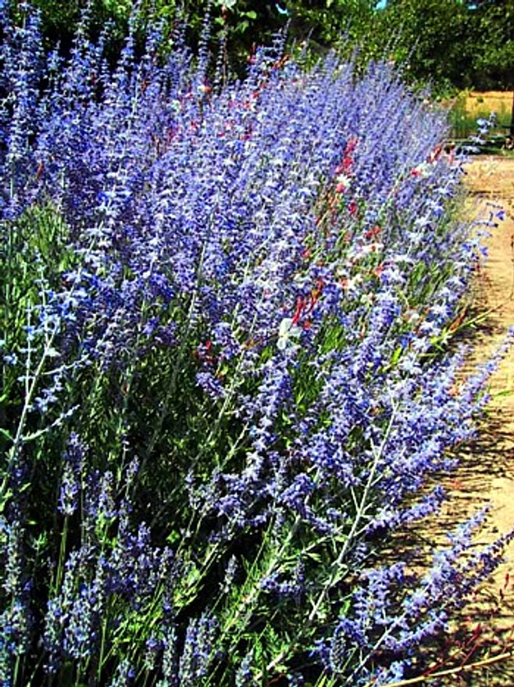 Russian Sage Herb Perennial 20 Seeds - Perovskia