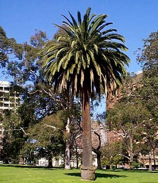 Canary Island Date Palm - Phoenix canariensis - 15 Seeds