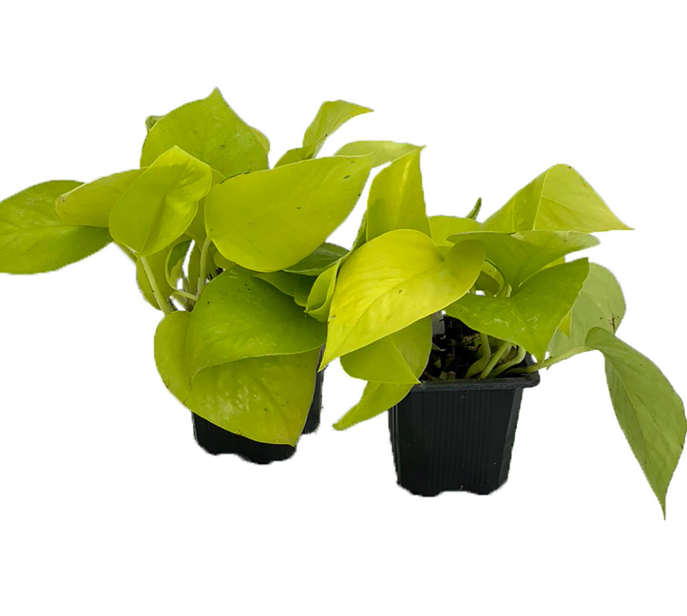 Neon Devil's Ivy - Pothos - 2 Plants in 2.5" Pots - Very Easy to Grow