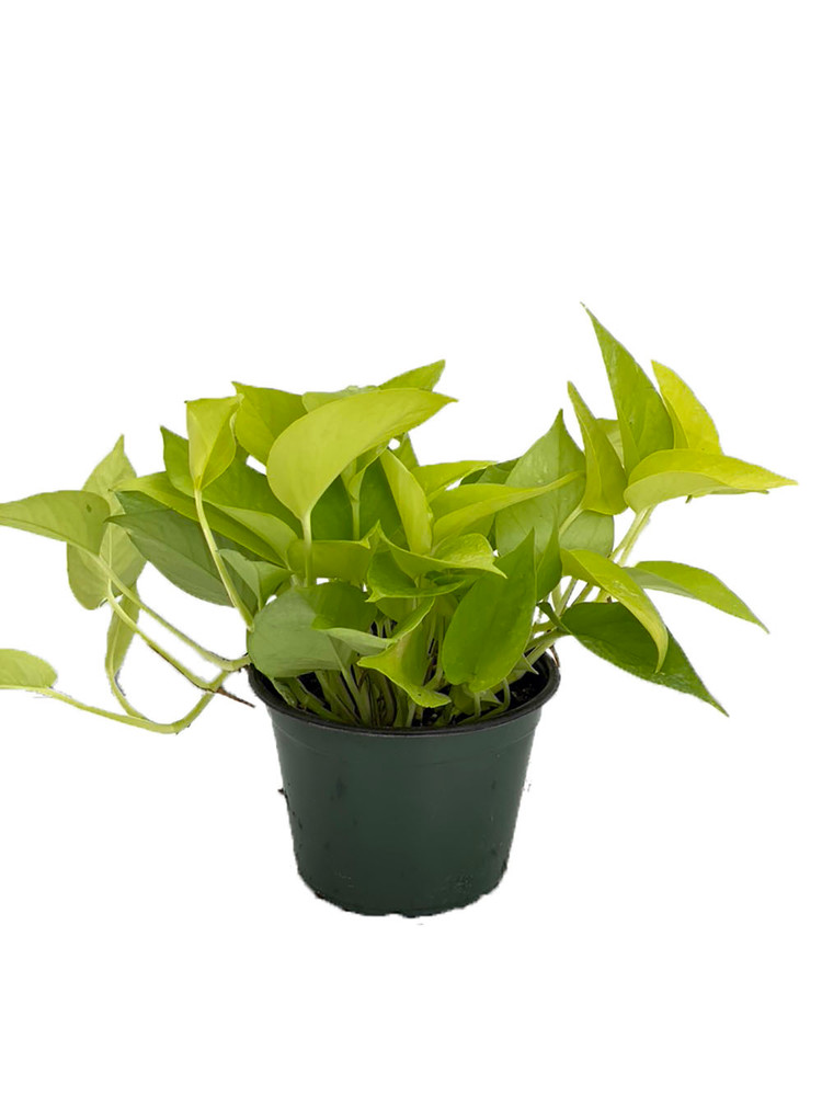 Neon Devil's Ivy - Pothos - 6" Pot - Very Easy to Grow