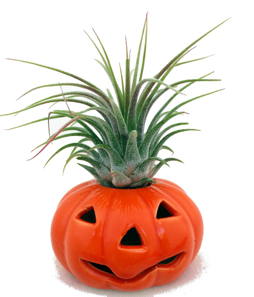 Ceramic Pumpkin Planter plus Live Air Plant - Tillandsia