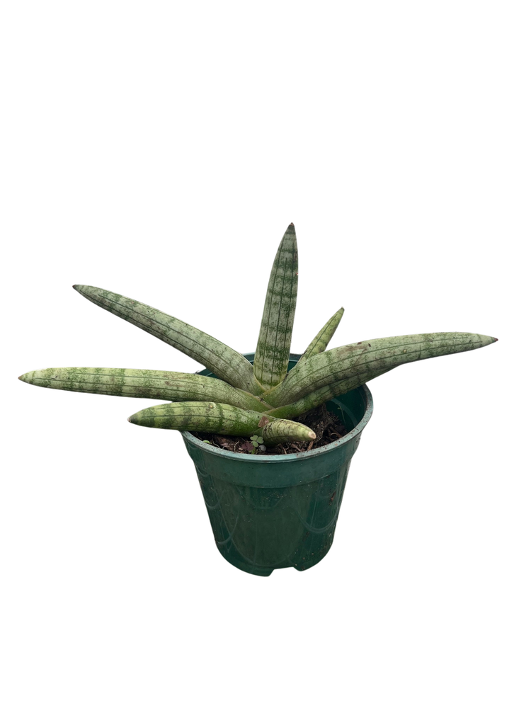 Rare Starfish Snake Plant - Sanseveria - Almost Impossible to Kill - 4" Pot