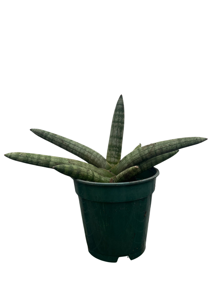 Rare Starfish Snake Plant - Sanseveria - Almost Impossible to Kill - 4" Pot