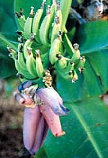 SALE - Tropicana Patio Banana Plant - Musa - Great House Plant - 6" Pot