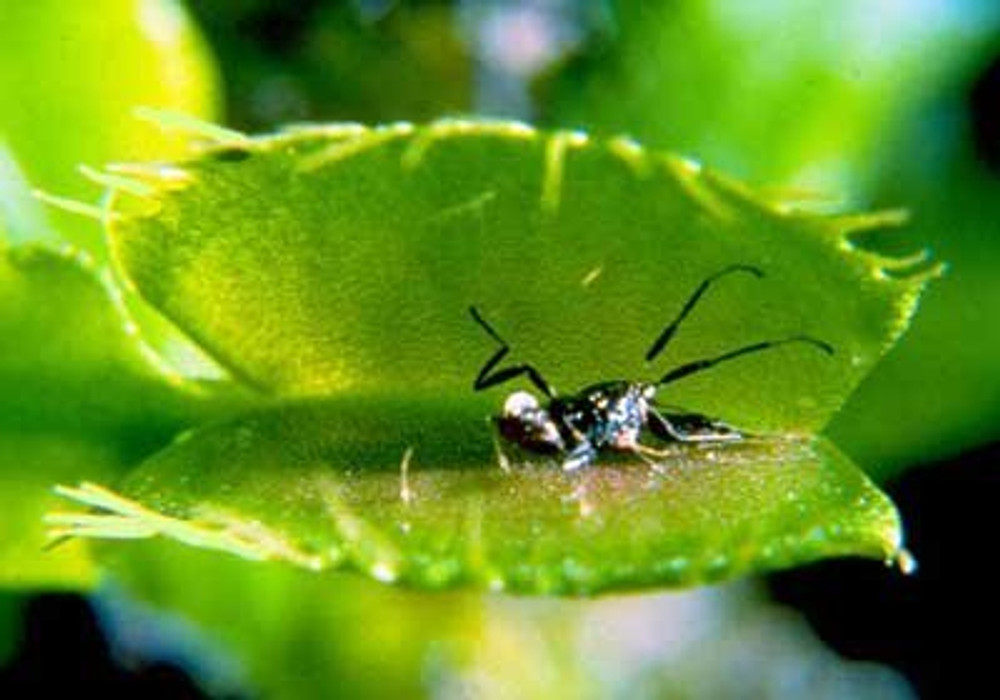 Venus Flytraps Don't Trap Insects that Pollinate Them – National Geographic  Education Blog