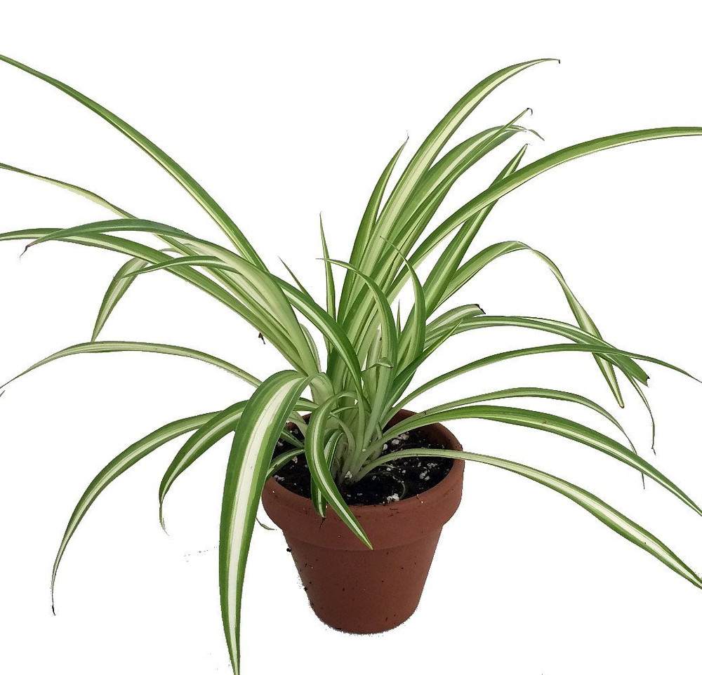 Ocean Spider Plant - 4" Clay Pot for Better Growth - Cleans the Air