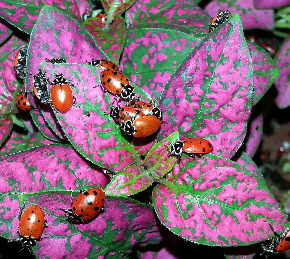 4500 Live Ladybugs + Hirt's Nature Nectar-Guaranteed Live Delivery-No Ship to HI