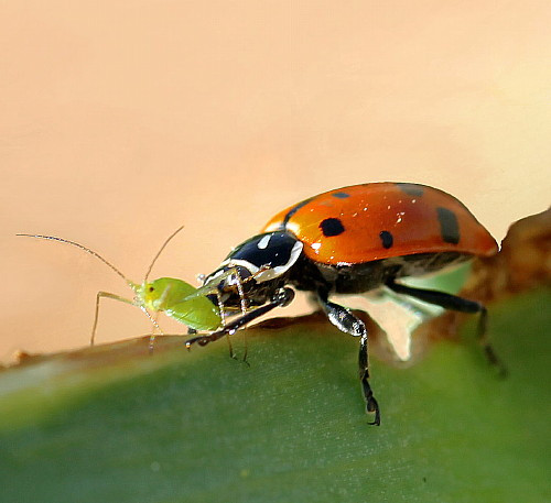 4500 Live Ladybugs + Hirt's Nature Nectar-Guaranteed Live Delivery-No Ship to HI