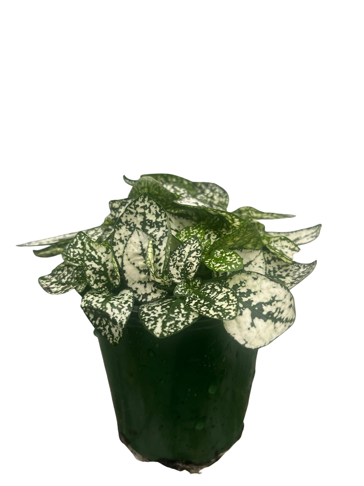 White Splash Polka Dot Plant - Hypoestes - 3.5" Pot - Colorful House Plant