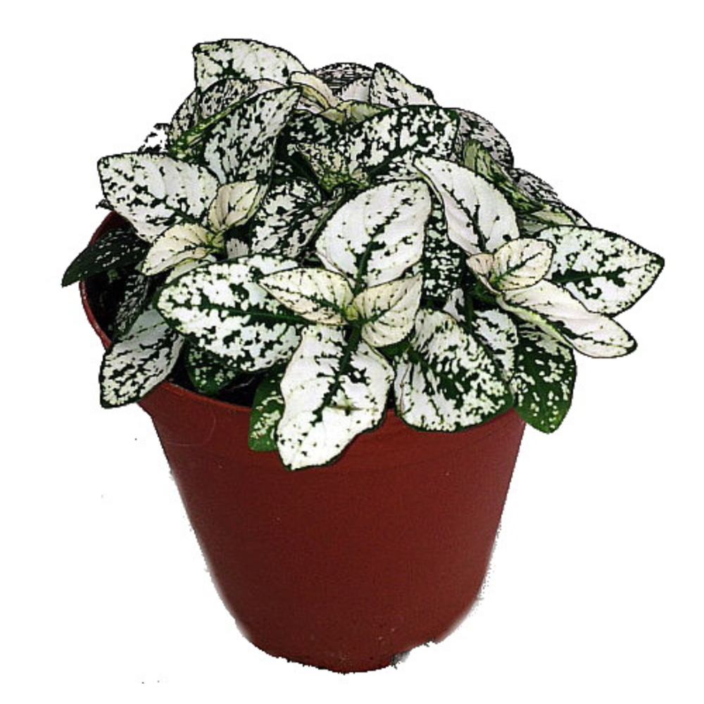 White Splash Polka Dot Plant - Hypoestes - 3.5" Pot - Colorful House Plant
