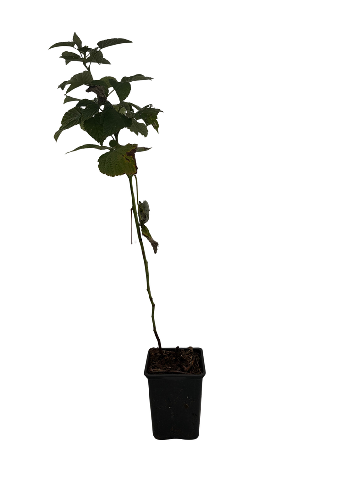 Nova Red Raspberry Plant - Very Hardy - 3.25" Pot