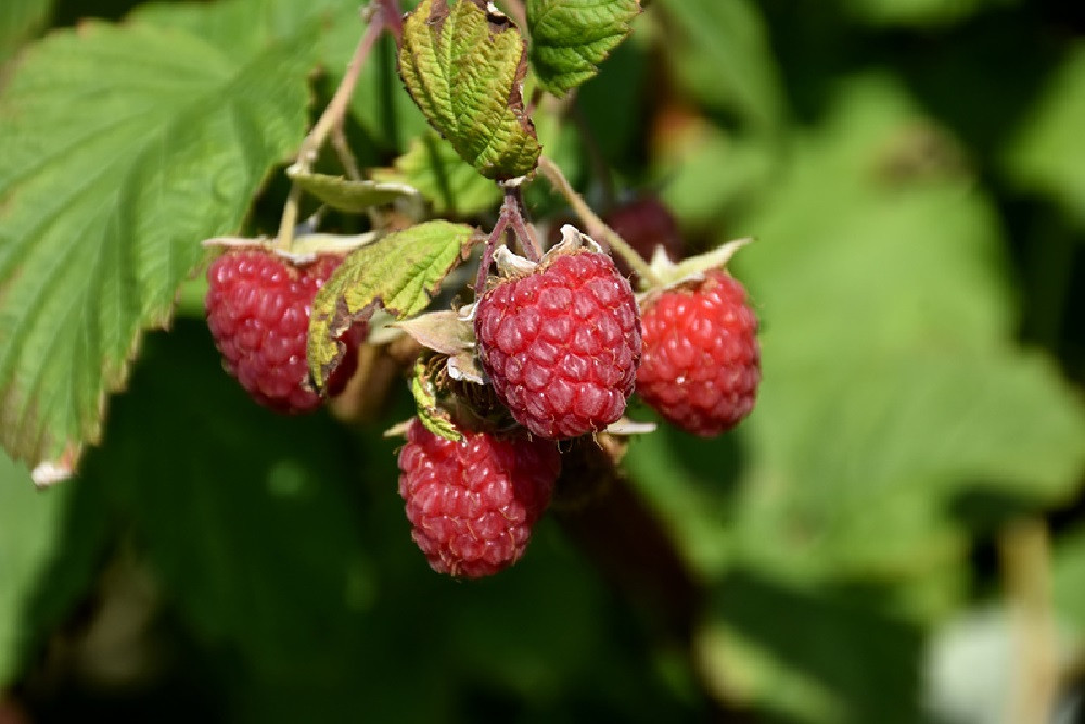 Encore Raspberry Plant - Late Season / Heavy Yield - 2.5" Pot