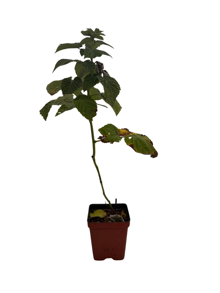 Encore Raspberry Plant - Late Season / Heavy Yield - 3.25" Pot