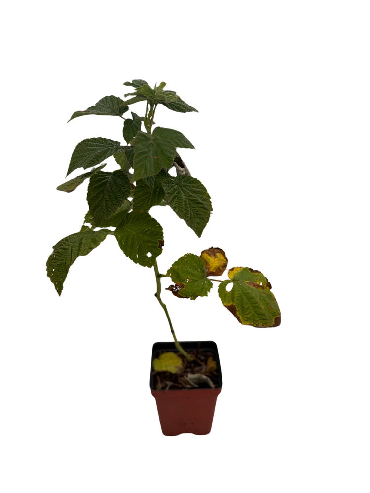 Encore Raspberry Plant - Late Season / Heavy Yield - 3.25" Pot