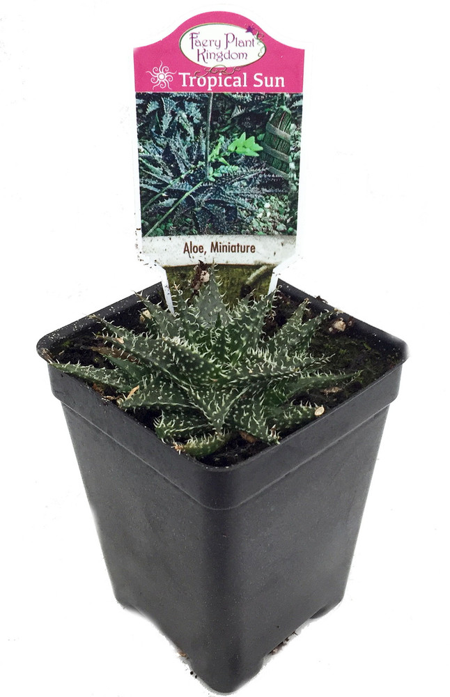 World's Smallest Aloe Plant - FairyGarden/Houseplant - 2.5" Pot