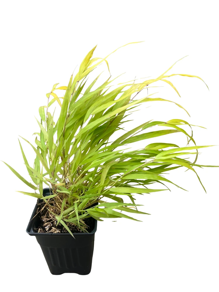 All Gold Japanese Forest Grass - Hakonechloa - Shade Lover - 4" pot