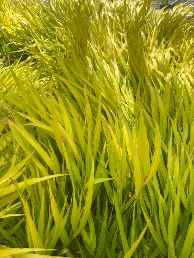 All Gold Japanese Forest Grass - Hakonechloa - Shade Lover - 4" pot