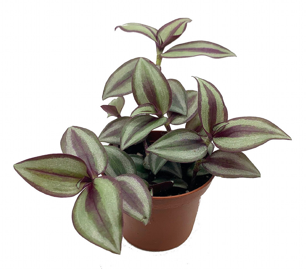 Sterling Silver Tradescantia - 2.5" Pot - Purple & Silver