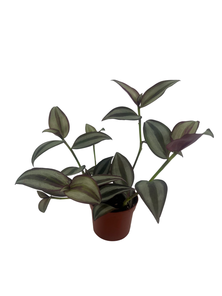 Sterling Silver Tradescantia - 2.5" Pot - Purple & Silver