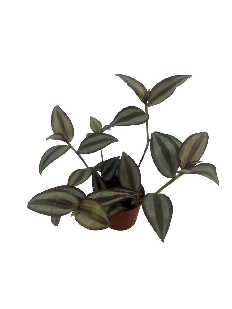 Sterling Silver Tradescantia - 2.5" Pot - Purple & Silver