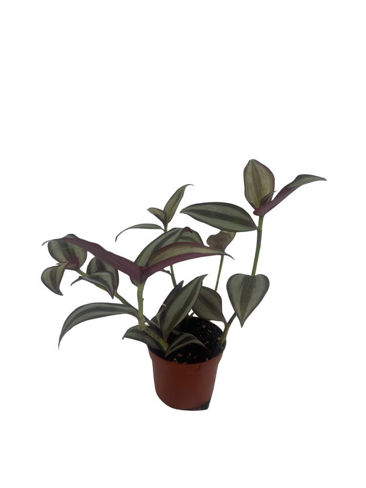 Sterling Silver Tradescantia - 2.5" Pot - Purple & Silver