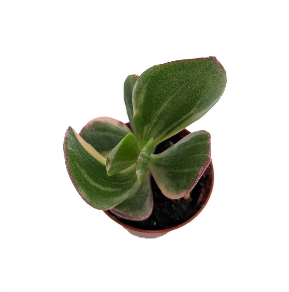 Cream & Green Jade Plant-Crassula ovata var. - 2.5" Pot