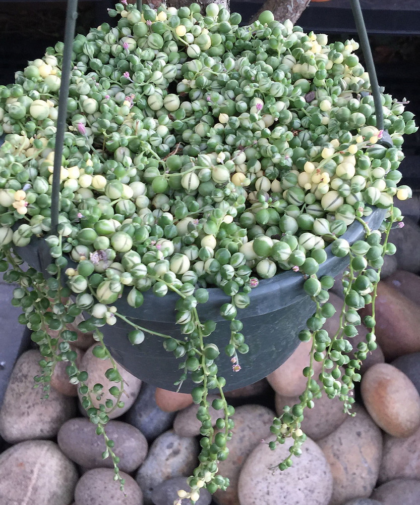 Frosted String of Pearls - Senecio t - 2.5" Pot