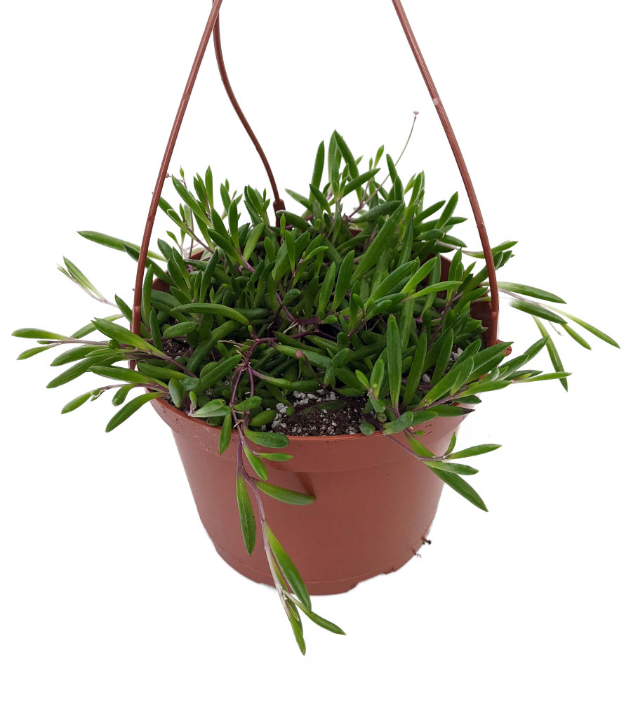 SALE - String of Rubies - Othonna capensis -Easy to Grow Succulent- 6" Hanging Basket
