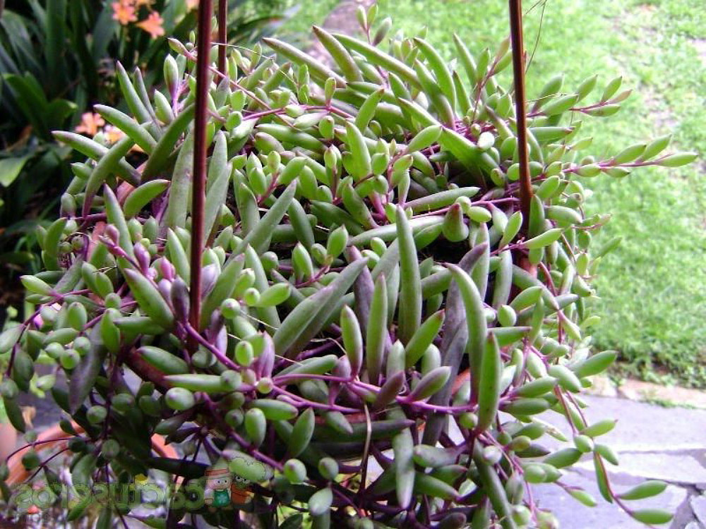 SALE - String of Rubies - Othonna capensis - Succulent- 6" Hanging Basket