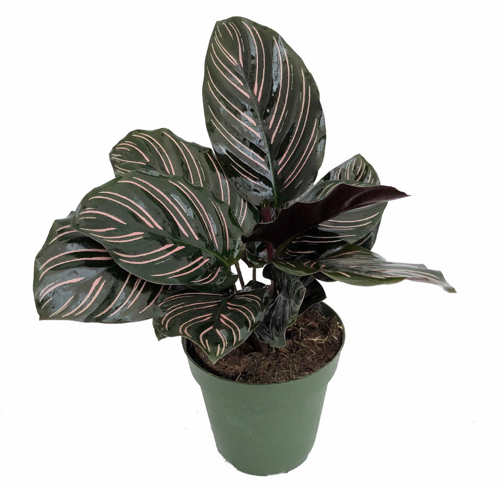 Pin Stripe Prayer Plant - Calathea ornata - Easy House Plant - 2.5" Pot
