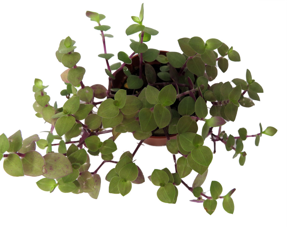 Copper Jewel Vine - Turtle Vine - Inch Plant - Callisia - House Plant - 2.5" Pot