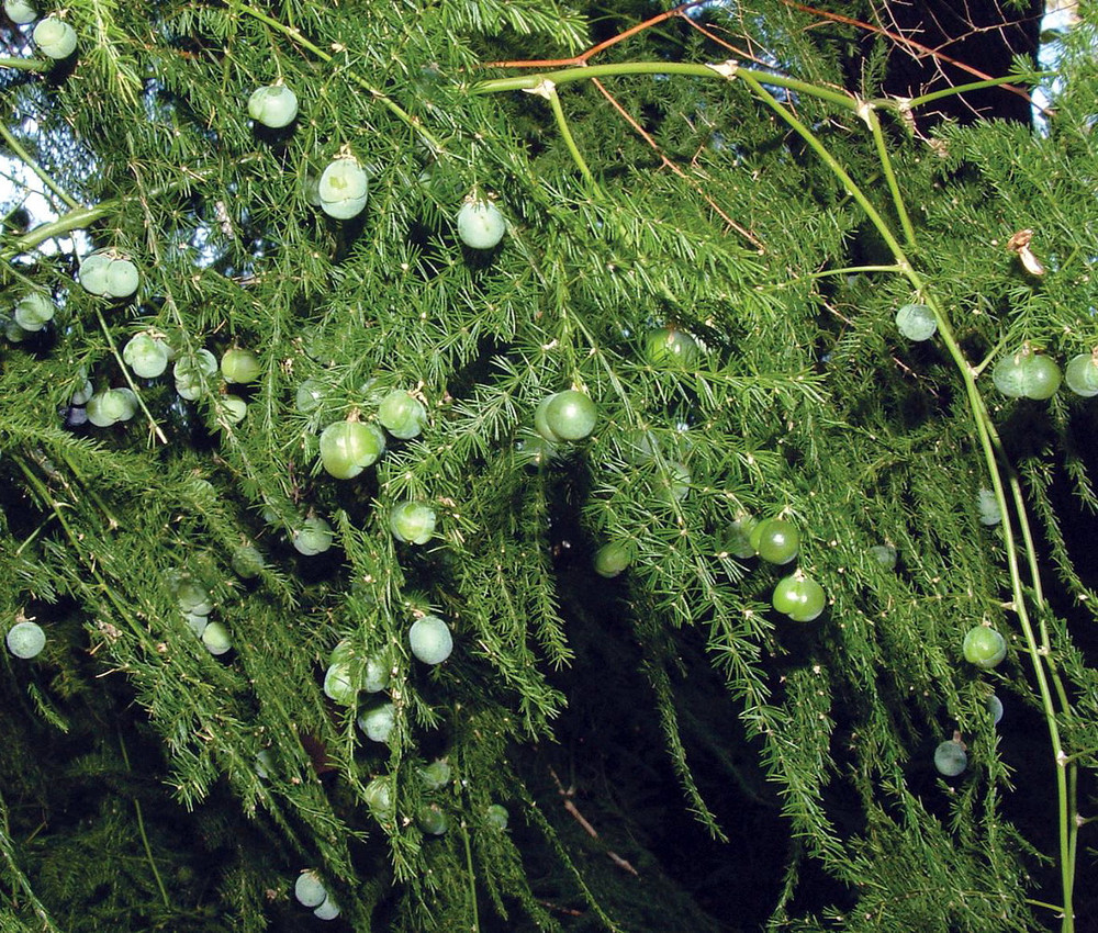 Fern Leaf Plumosus Asparagus Fern - 2.5" Pot - Live Plant