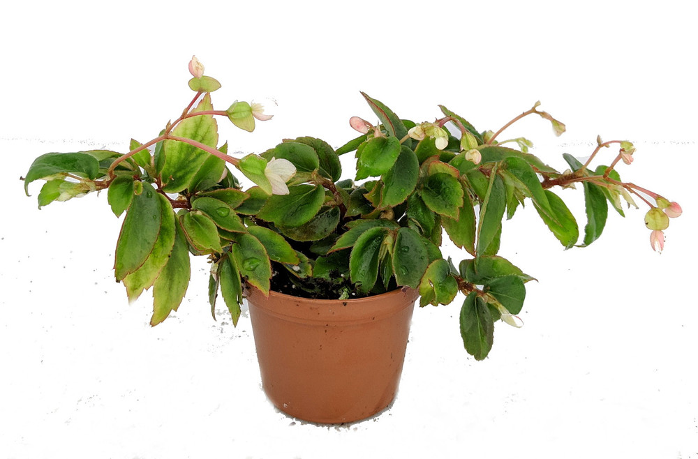 Tiny Gem Begonia Plant - 2.5" Pot - Terrarium/Fairy Garden/House Plant