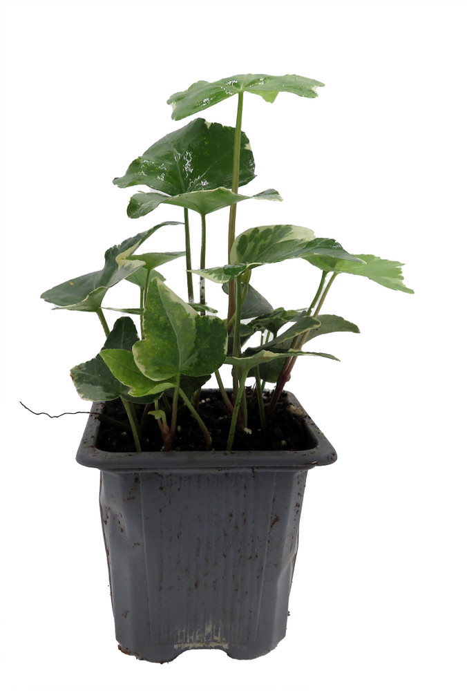 Glacier English Ivy - Hedera - 2.5" Pot Indoors