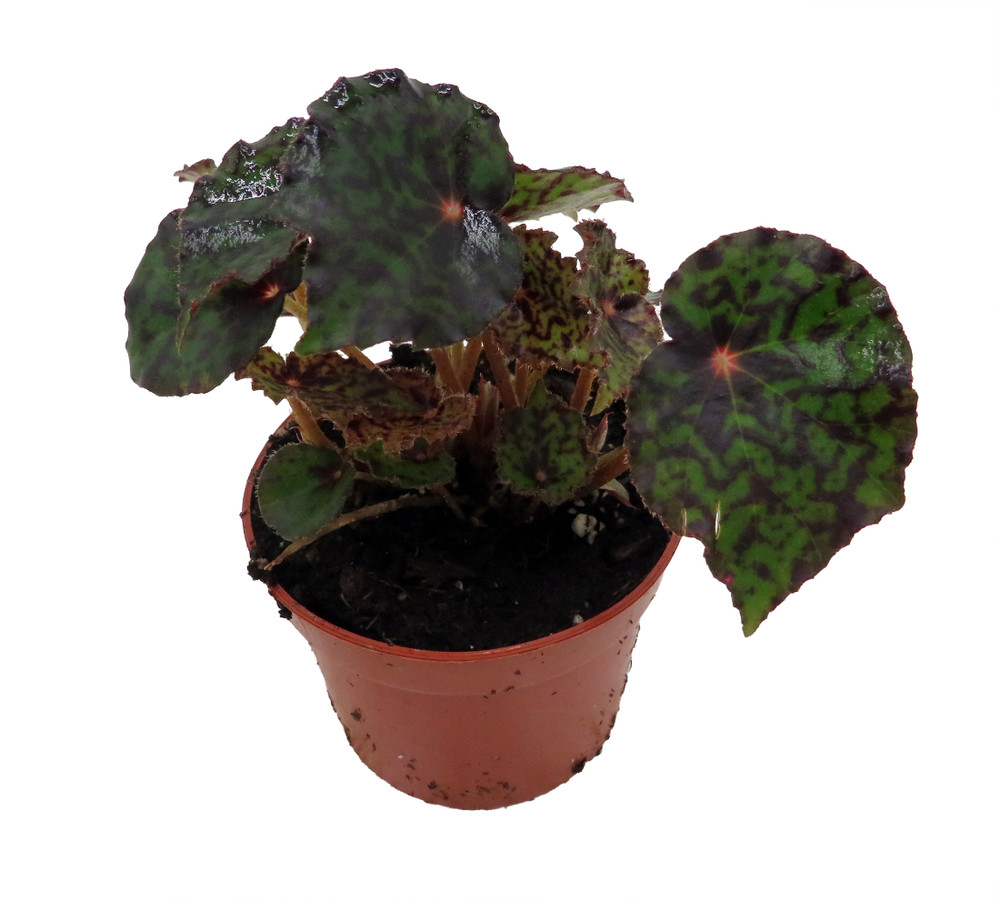 Mysterious Red Planet Begonia Plant -2.5" Pot- Terrarium/Fairy Garden/HousePlant