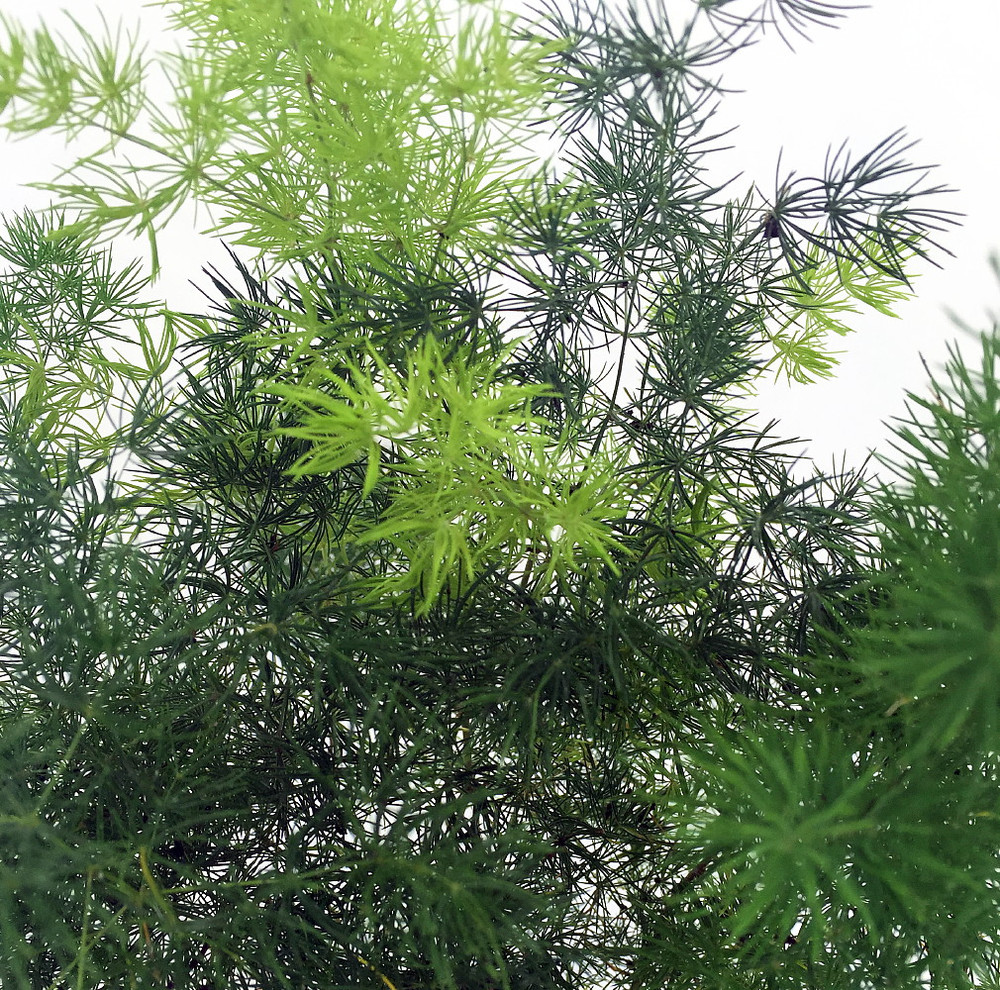 Chinese Ming Fern - Asparagus macowanii/retrofractus -2.5" Pot
