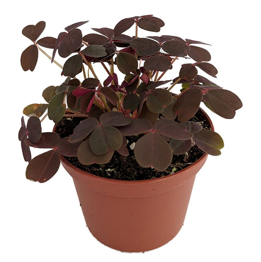 Burgundy Gold Lucky Shamrock- Oxalis vulcanicola - 2.5" Pot - Fairy Garden