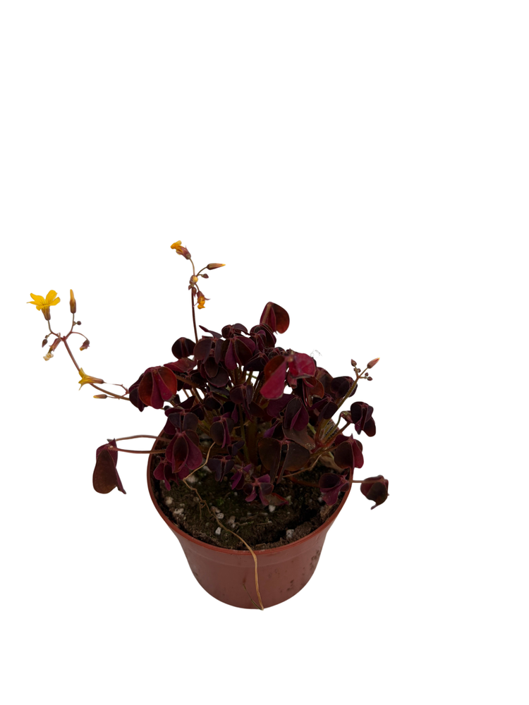 Burgundy Gold Lucky Shamrock- Oxalis vulcanicola - 2.5" Pot - Fairy Garden