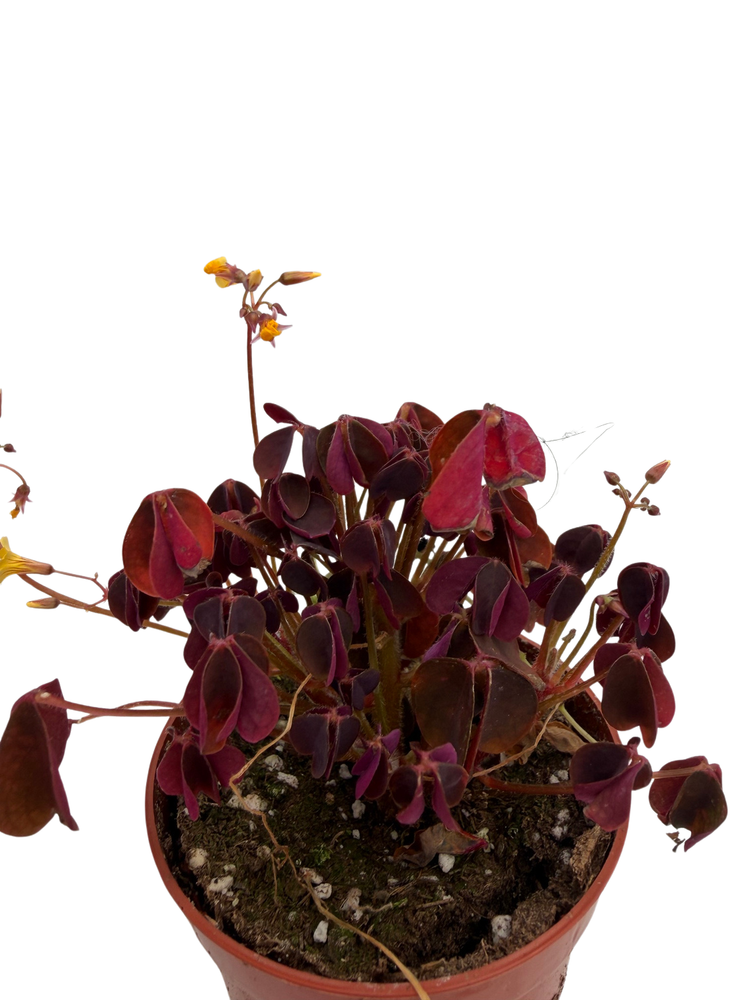 Burgundy Gold Lucky Shamrock- Oxalis vulcanicola - 2.5" Pot - Fairy Garden