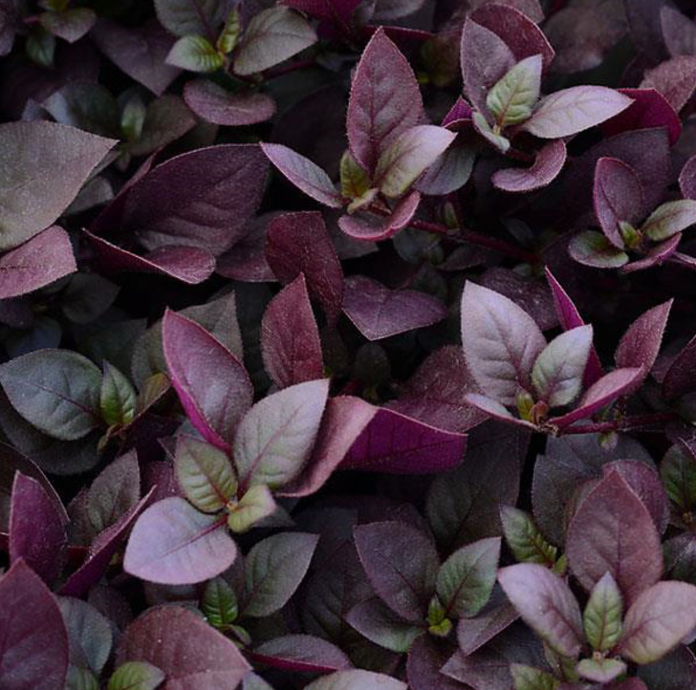 Biblical Purple Prince St. Joseph's Coat Plant - Alternanthera - 2.5" Pot