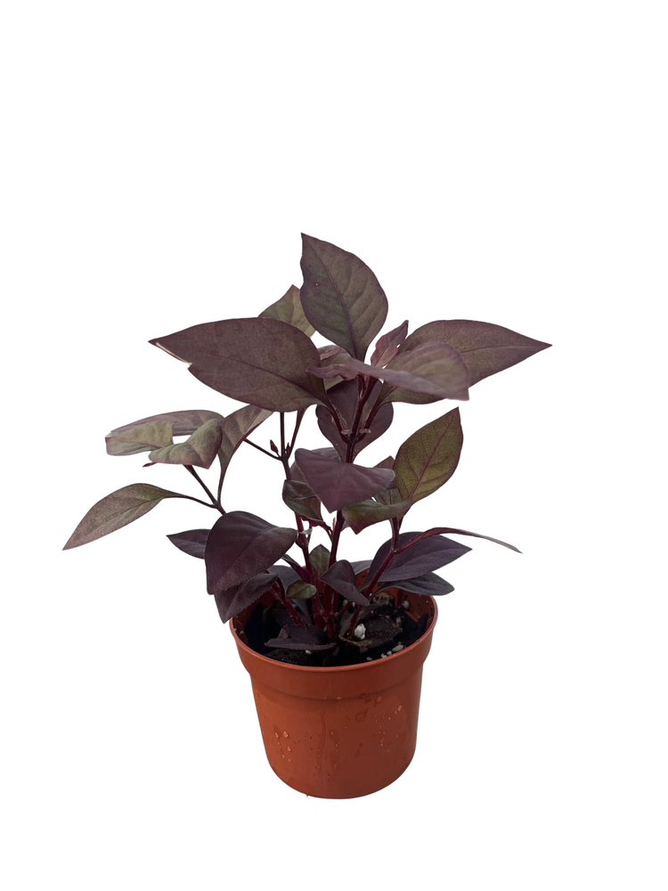Biblical Purple Prince St. Joseph's Coat Plant - Alternanthera - 2.5" Pot