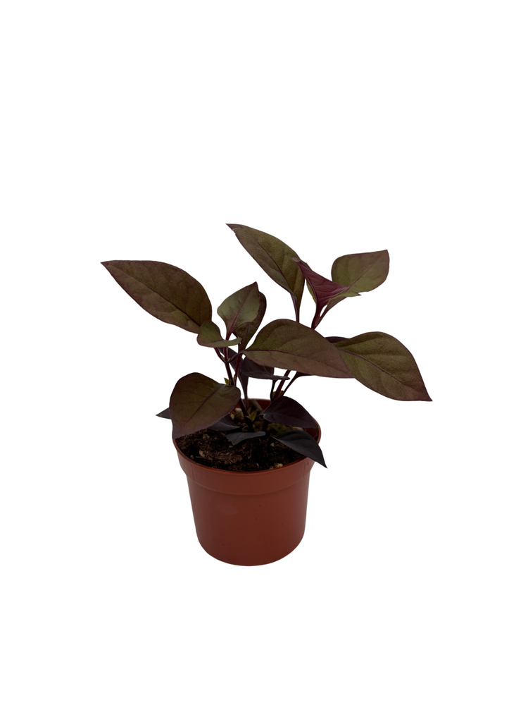 Biblical Purple Prince St. Joseph's Coat Plant - Alternanthera - 2.5" Pot