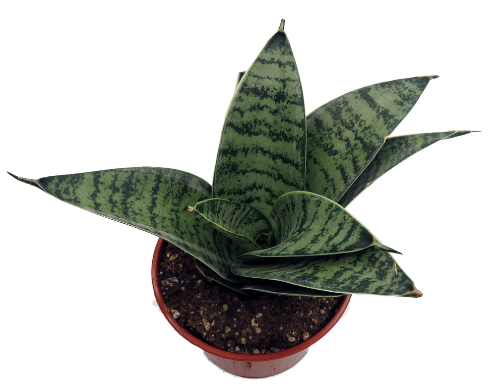 Silver Star Birdsnest Snake Plant -Sanseveria-3.7" Pot