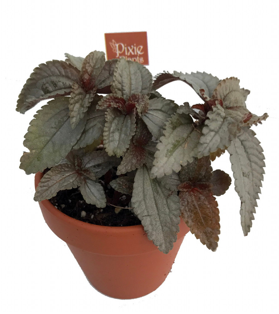 Silver Cloud Friendship Plant-Pilea pubescens liebmannii-2.5" Pot- Fairy Gardens