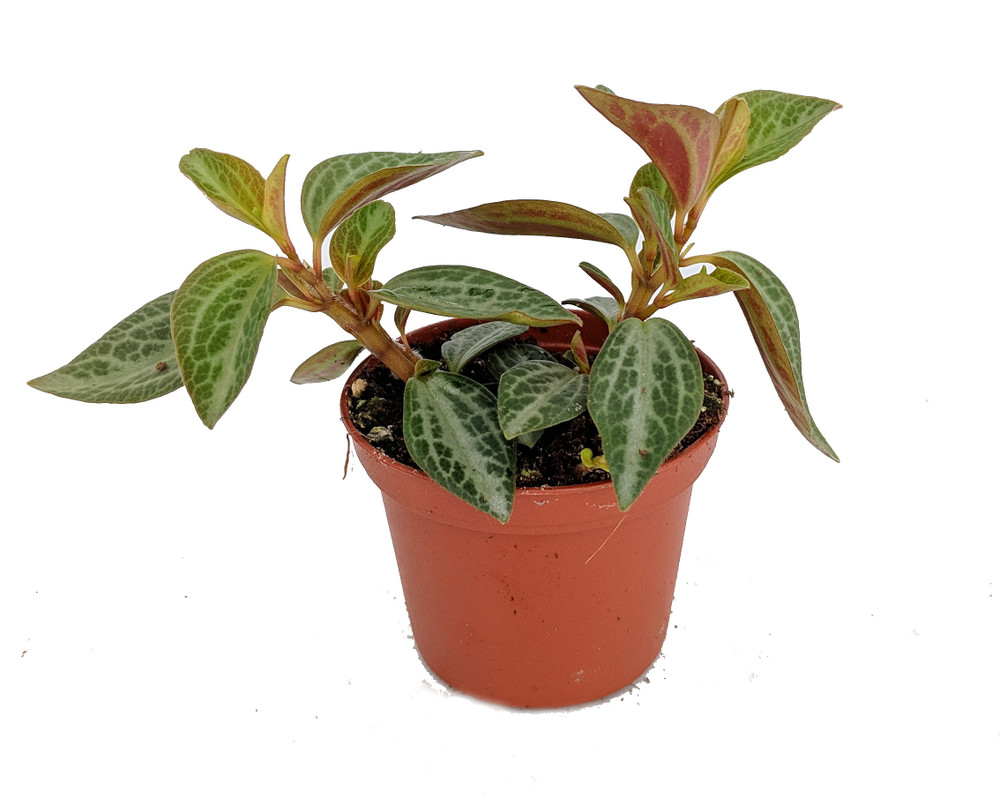 Silver and Red Peperomia trinervis - 2.5" Pot - Easy to Grow