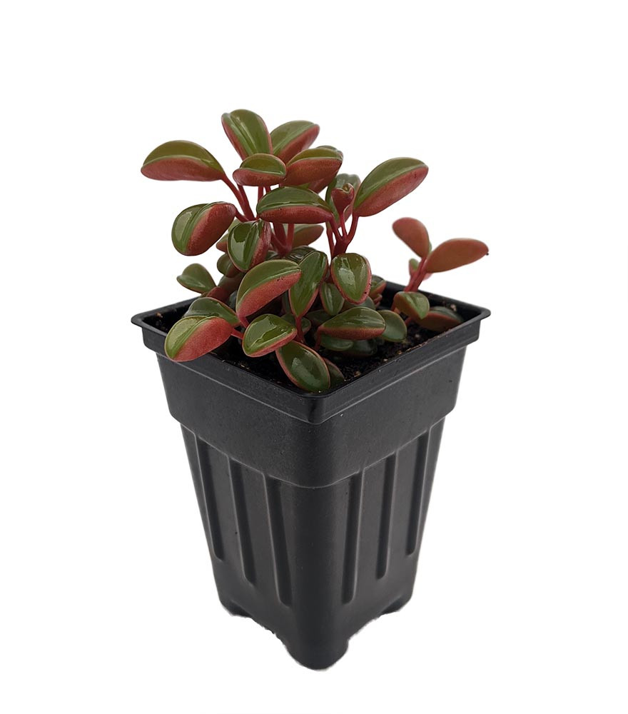 Ruby Glow Peperomia Plant - Peperomia graveolens - 2.5" Pot - Easy to Grow!