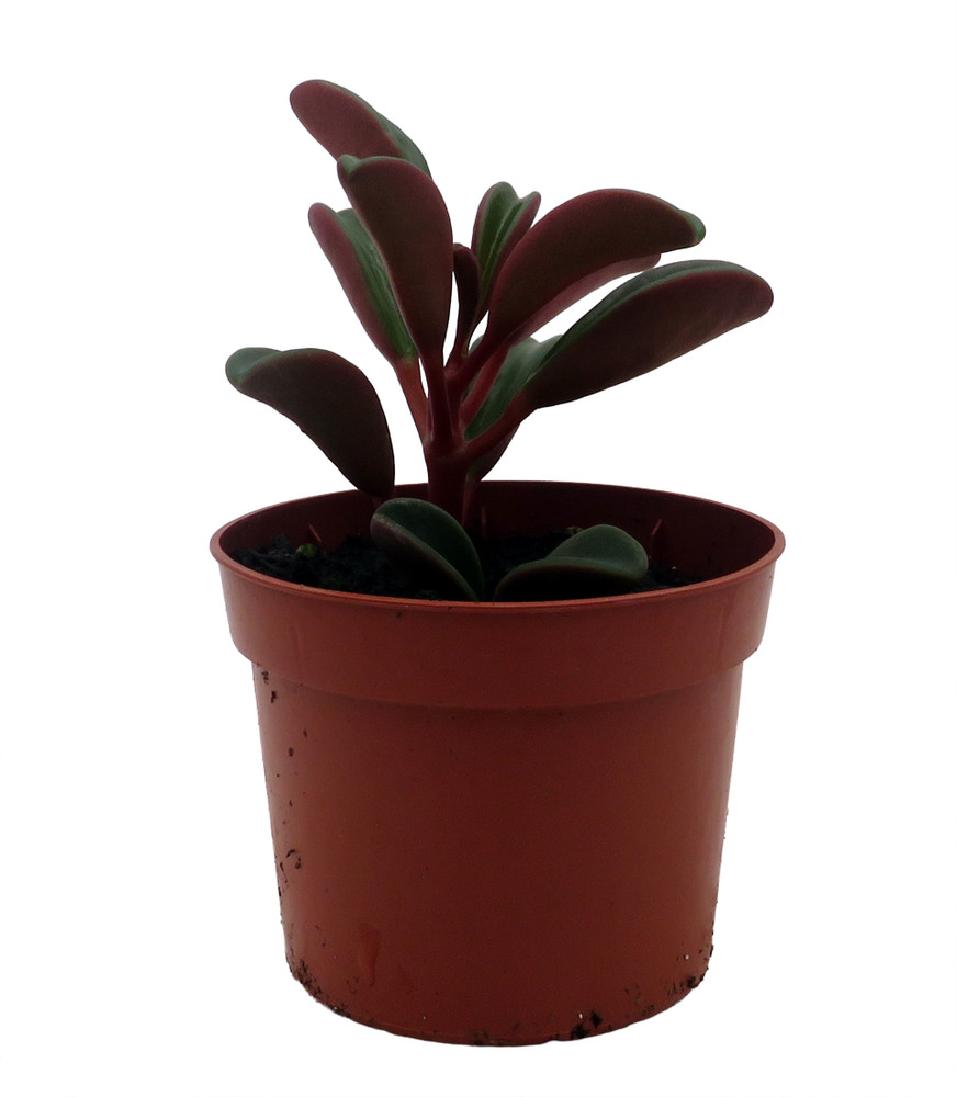 Ruby Glow Peperomia Plant - Peperomia graveolens - 2.5" Pot