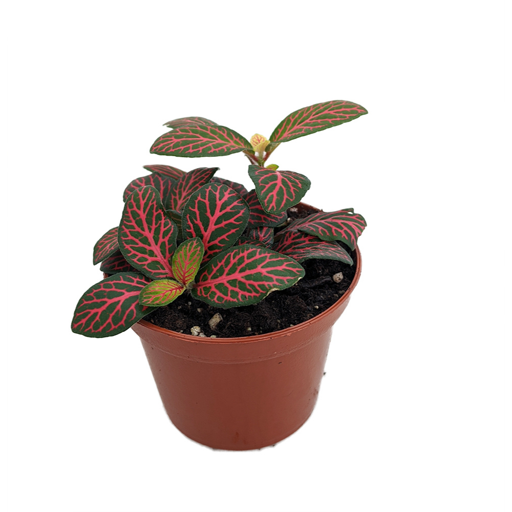 Mini Red Veined Nerve Plant - Fittonia - Easy House Plant - 2.5" Pot