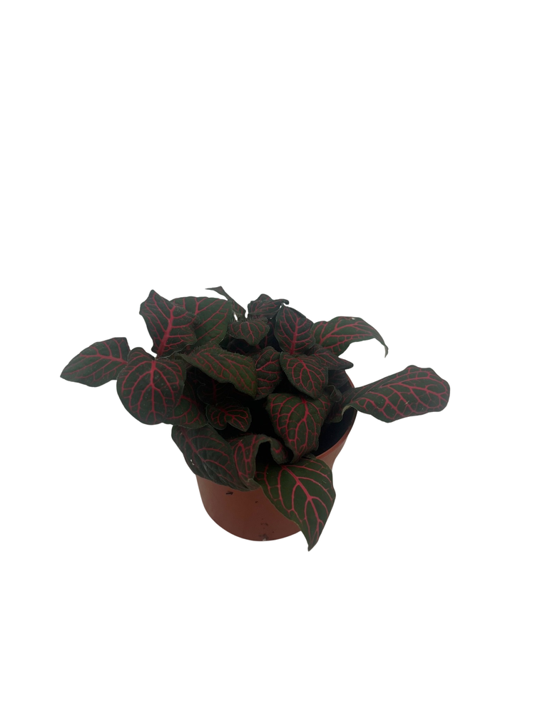 Mini Red Veined Nerve Plant - Fittonia - Easy House Plant - 2.5" Pot